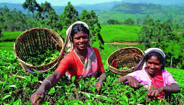 srilanka tea.jpg